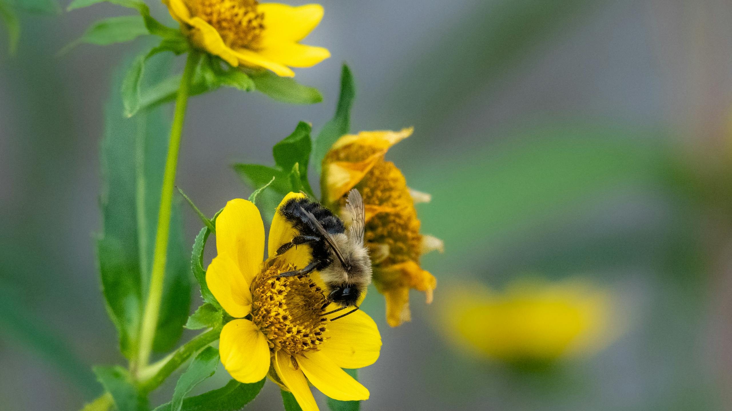 Close-up of a Bee on a Yellow Flower