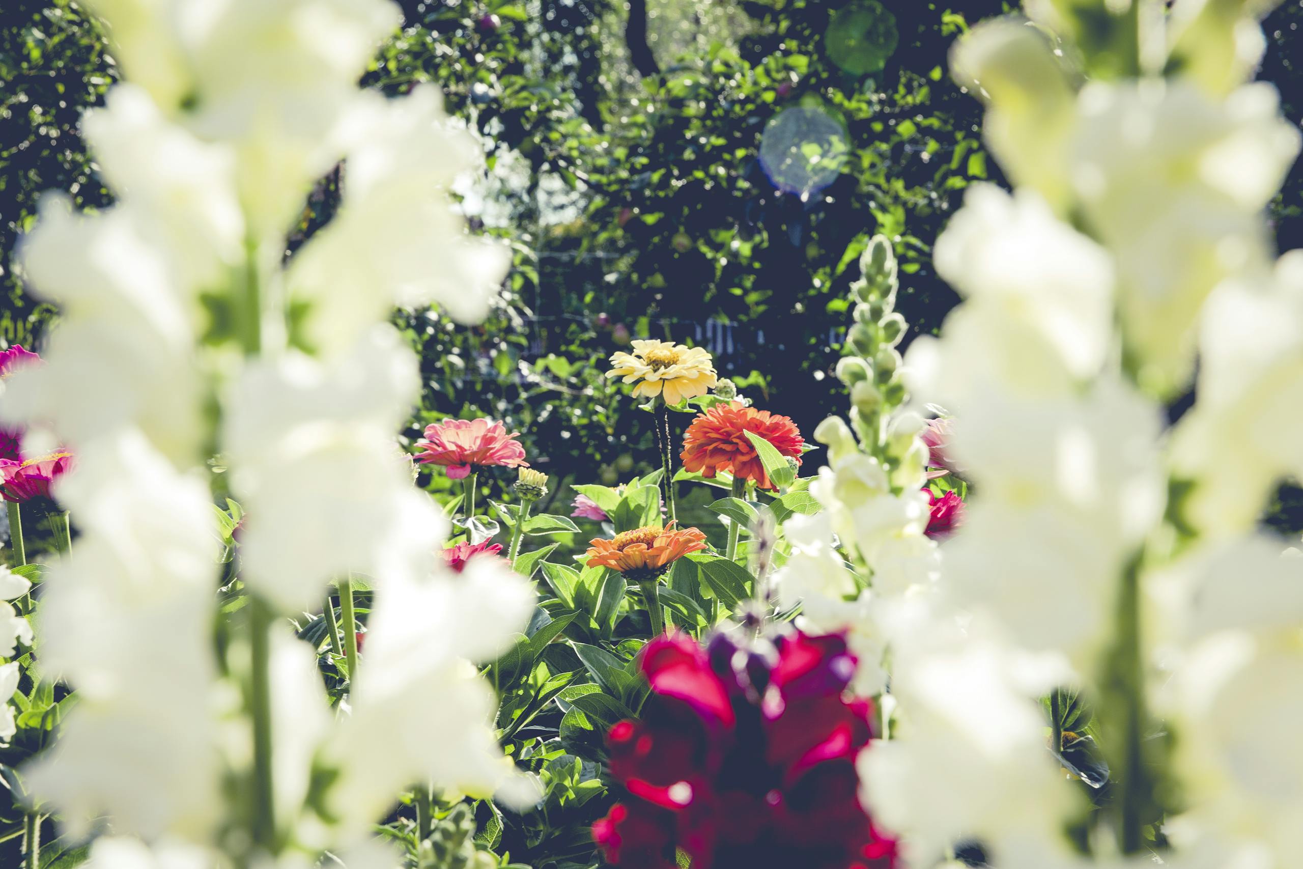 Red and White Flowers With Green Leaves